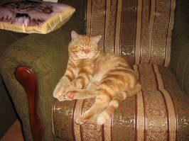 Еще фотки из личного архива (Кот Вася)