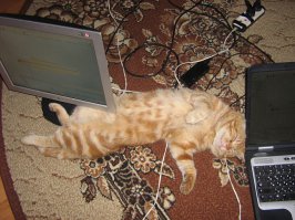 30 фотографий, доказывающих, что коты могут спать где угодно