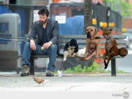 Удивительные преображения бездомных собак после того, как их приютили