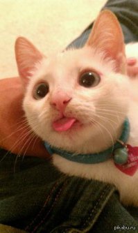 кот возомнил себя эйнштейном...