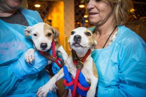 Что-то мне не показались эти корабельные канаты зоозащитников более гуманными, чем те, не которых щенок сидел до появления рейда.
Собак всегда жалко. Не представляю, как нужно было бы очерстветь душой, чтобы издеваться над такими крохами.
И про "убийц". Всегда держали собак - разных. ОТ чрезвычайно послушных немецких овчарок до свободолюбивых "азиатов" и упомянутых стаффов. Много лет вращались в среде кинологов. Скажу абсолютно уверенно: ВСЕ опысные и агрессивные выходки собак зависят от человека. Всегда можно просчитать поведение своего животного и воспитать его или создать условия для безопасного содержания. Собака не вещь, а динамичный характер, ею заниматься нужно. Не бывает ВНЕЗАПНЫХ покусов - бывают только невнимательные хозяева.