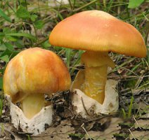 Не морочьте людям голову.На фото-мухомор красный.Нет,тоже съедобный.Один раз.Вот цезарский гриб: