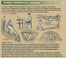 10 самых необычных грибов