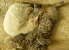 Кошки моей мамы