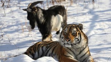 Единственный друг, и тот козёл...