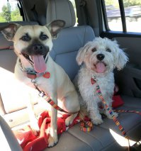 - Доктор, почему моя собака постоянно щенится и щенится? Я её никуда из дома не выпускаю одну, всегда только на поводке выгуливаю.
- Хм, интересный случай, с учётом того что вы настаиваете на том, что посторонних собак с ней рядом не бывает.
- Именно так доктор.
Из дальней комнаты прибегает кобель. Ветеринар слегка опешил.
- А это что за кобель?
- Доктор, ну как вы могли такое подумать, это же её двоюродный брат.:)

:)