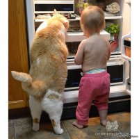 Брошенный кот, ставший лучшим другом для маленького мальчика в новой семье