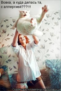 27 самых важных вещей, которые совершили коты в интернете в 2015 году