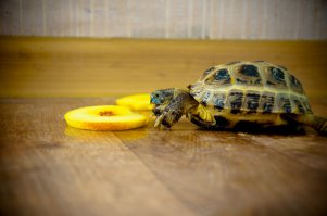 Наша среднеазиатская сухопутная Брошка жреть яблоко)