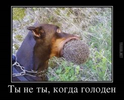 Ты не ты когда голоден!