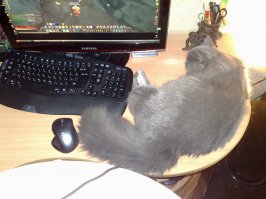 30 фотографий, доказывающих, что коты могут спать где угодно