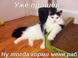 27 самых важных вещей, которые совершили коты в интернете в 2015 году