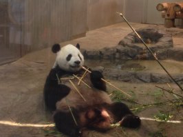 Блин, везет тому, кто увидит панду не СПЯЩЕЙ! 2 раза я ее видела дрыхнущей задом ко всем и 1 раз жрущей бамбук - это было событие большое, к ней не протолкнуться было. А так они милые))