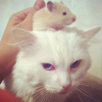 Ну хз, по моему этот кошак как то не очень дружелюбно настроен.