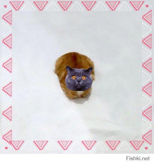 Пользователи интернета дорисовывают эту фотографию кота, отправляя его к новым приключениям