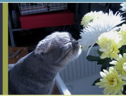 Эти притягательные носики: лучшие "бип-бипы" 2015 года