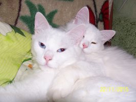 27 самых важных вещей, которые совершили коты в интернете в 2015 году