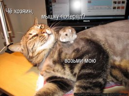 Кто сказал, что гусь свинье не товарищ?