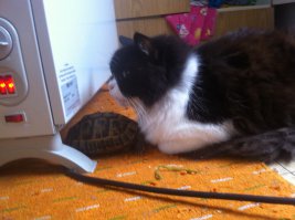 Брошенный кот, ставший лучшим другом для маленького мальчика в новой семье