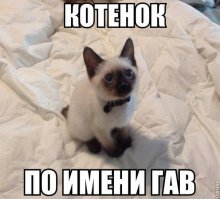 Определяем породу кошки по ее характеру