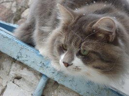 27 самых важных вещей, которые совершили коты в интернете в 2015 году