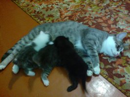 27 самых важных вещей, которые совершили коты в интернете в 2015 году