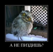 Заглянув в уши совы, можно увидеть... ее глаза!