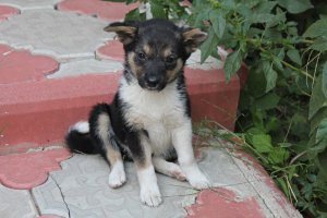 Плюс четыре псиняки, обретшие дом в этом году - 2 с приюта, 2 найденные с отрезанными ушами и обезвоженные в лесу. Веселая компания)))