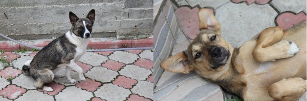 Плюс четыре псиняки, обретшие дом в этом году - 2 с приюта, 2 найденные с отрезанными ушами и обезвоженные в лесу. Веселая компания)))