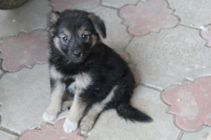 Плюс четыре псиняки, обретшие дом в этом году - 2 с приюта, 2 найденные с отрезанными ушами и обезвоженные в лесу. Веселая компания)))