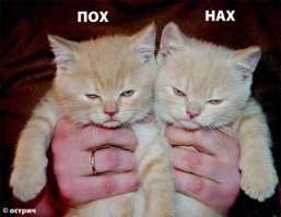 Ужасы и приколы из соцсетей