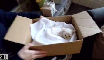 всё! поставьте рядом еду и воду, он дома.