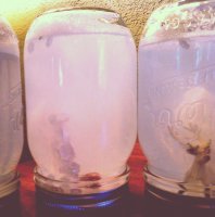 Снежный шар