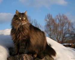 Норвежский лесная кошка из Скандинавии: