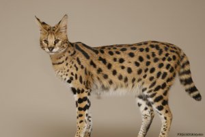 кошка саванна