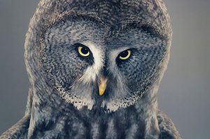 12 животных, которые не смогли скрыть своих эмоций