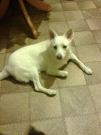 Из приюта взяли в этом году.Вывезена из Донбасса.