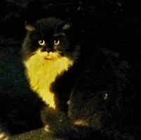 Сегодня их папашу срисовал - красивейший шикарный котище! Представляете какими эти вырастут?