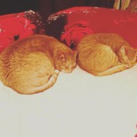 на этом фото кот слева находится в матрице чуть дольше чем кот справа - уже отожраться успел