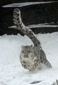 Котик просто шикарный!!!
