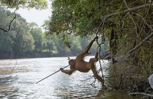 А вот этот красавец ловит рыбу между прочим. И он там такой не один.
Масто съемки: Борнео 2008 год. Описала: антрополог Анна Руссон (Anne Russon).