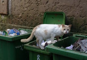 Кри помойный обыкновенный.