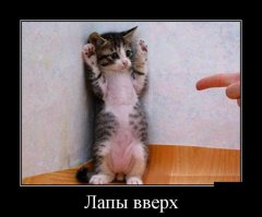 Племянник, когда "арестовывал" кота, говорил - "Лапы за хвост, вы имеете право не мяукать"