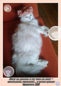 Моя кошечка, Синди.