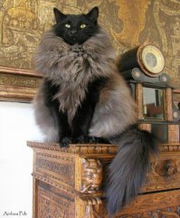 100 самых пушистых котов в мире