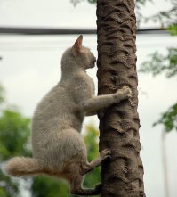 Пальмовый кот ;)