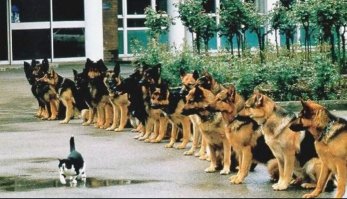 16 снимков, сделанных в самый подходящий момент