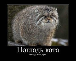 О, да..
особенно манула мало кто знает