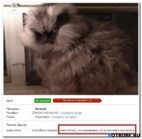 Смешные комментарии и высказывания из социальных сетей 