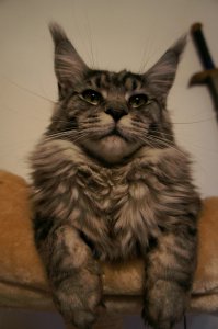 100 самых пушистых котов в мире